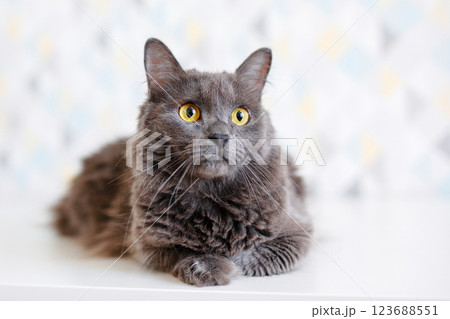 A smoky gray and very fluffy cat sits on a shelf among books and looks around curiously A smoky gray and very fluffy cat sits on a shelf among books and looks around curiously 123688551