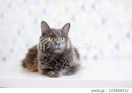 A smoky gray and very fluffy cat sits on a shelf among books and looks around curiously 123688552