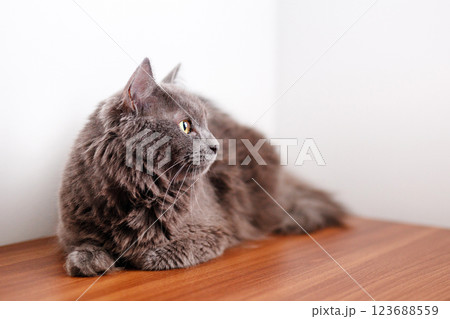 A smoky gray and very fluffy cat sits on a shelf among books and looks around curiously A smoky gray and very fluffy cat sits on a shelf among books and looks around curiously 123688559
