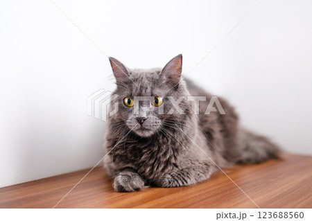 A smoky gray and very fluffy cat lies on a dresser under the leaves of a house flower and rests 123688560