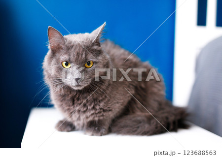 A smoky gray and very fluffy cat sits on the bedside table near the lamp on a blue background 123688563