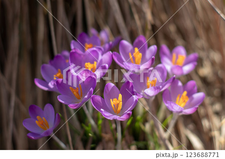 Crocus flowers in the sunny spring garden on the dry grass backdrop. Crocus tommasinianus, woodland crocus, early crocus or Tommasini's crocus plant. 123688771