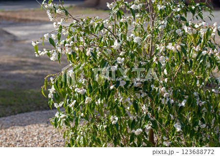 Tsai camellia or camellia tsaii white flowers and green leaves Tsai camellia or camellia tsaii white flowers and green leaves 123688772