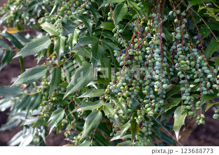 Mahonia aquifolium, berberis aquifolium, Oregon grape or holly-leaved barberry branches with green berries. Mahonia aquifolium, berberis aquifolium, Oregon grape or holly-leaved barberry branches with green berries. 123688773