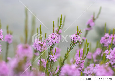 Coleonema pulchellum,confetti bush, buchu, diosma or breath of heaven ornamental flowering plant with pink flowers 123688776