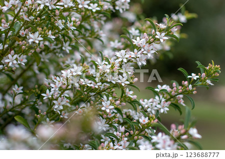 Philotheca myoporoides or long-leaf wax flower flowering plant branches 123688777