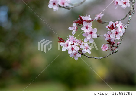 Prunus cerasifera,cherry plum or myrobalan plum curved branch with delicate pink flowers on the green blurred spring garden background. Prunus cerasifera,cherry plum or myrobalan plum curved branch with delicate pink flowers on the green blurred spring garden background. 123688793