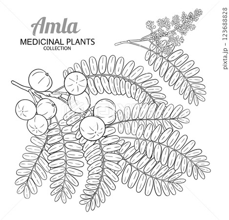 Amla Branch with Fruits Outline Illustration Amla Branch with Fruits Outline Illustration 123688828