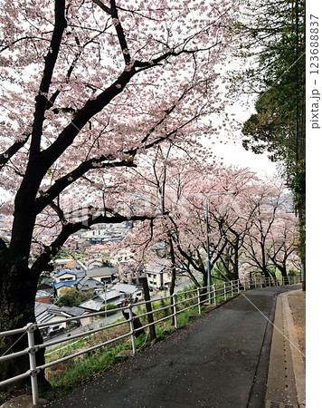 熊本・荒尾の桜坂　今まさに見ごろを迎え 123688837