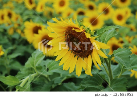 大牟田市 ひまわり畑、 大牟田市 ひまわり畑、 123688952