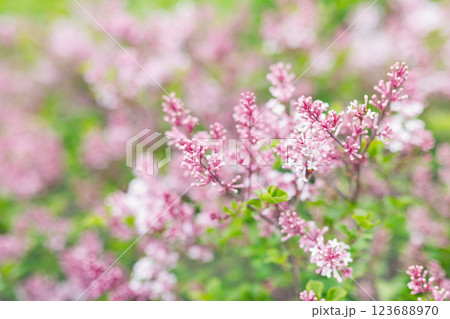 Close-up detail of Pink Daphne lilac Syringa Microphylla Jose flowers background. Beautiful soft pink floral backdrop blossoming springtime or summer on sunny warm day in park garden Close-up detail of Pink Daphne lilac Syringa Microphylla Jose flowers background. Beautiful soft pink floral backdrop blossoming springtime or summer on sunny warm day in park garden 123688970