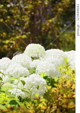 白いアジサイの花 123689081