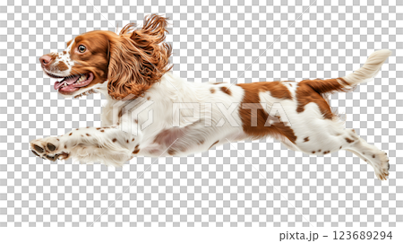A lively spaniel leaps with excitement, displaying its fur and playfulness. This energetic dog captures the essence of movement and joy, embodying a spirited canine in action. A lively spaniel leaps with excitement, displaying its fur and playfulness. This energetic dog captures the essence of movement and joy, embodying a spirited canine in action. 123689294