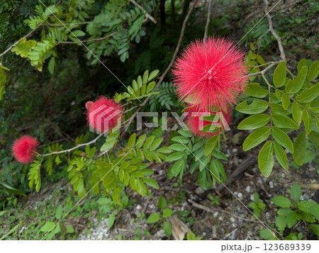 花火のような赤い花 花火のような赤い花 123689339