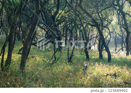 低木の森【鉢伏高原スカイライン】 123689402