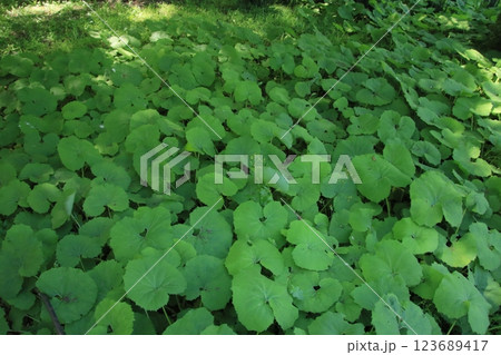 里山に群生する蕗葉　春風景 123689417