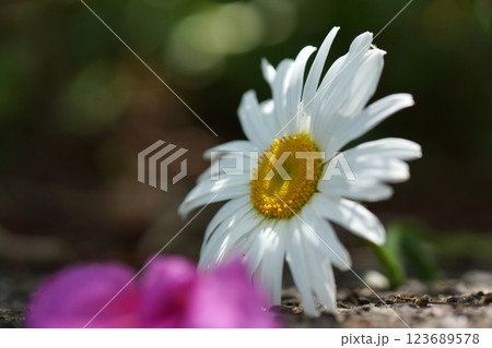 鳥取　四季の散歩　春　花　雑草 123689578