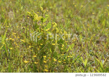 鳥取 四季の散歩 春 花 雑草 鳥取 四季の散歩 春 花 雑草 123689582
