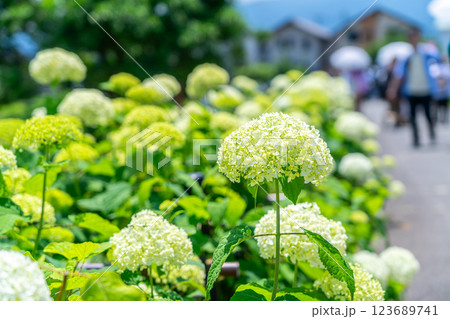 【神奈川県】輝くように咲く純白のアナベル 【神奈川県】輝くように咲く純白のアナベル 123689741