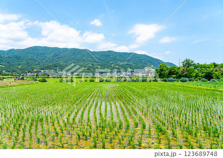 【神奈川県】開成町に広がるのどかな田園風景 123689748