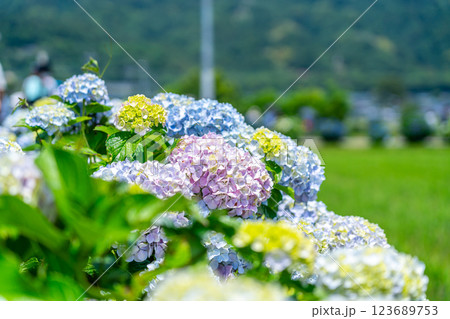 【神奈川県】田園風景と綺麗に咲く紫陽花 【神奈川県】田園風景と綺麗に咲く紫陽花 123689753