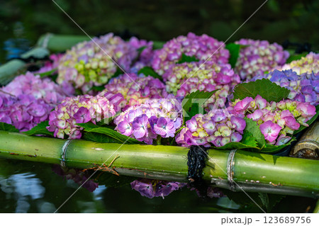 【神奈川県】池に浮かぶ鮮やかな色の紫陽花 123689756