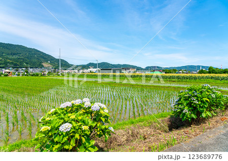 【神奈川県】田園風景と綺麗に咲く紫陽花 【神奈川県】田園風景と綺麗に咲く紫陽花 123689776