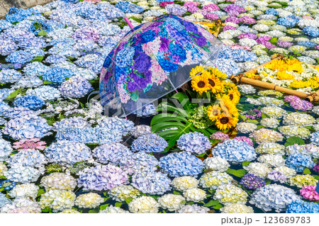 【神奈川県】池の上に浮かぶたくさんの紫陽花 123689783