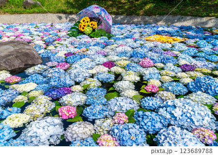 【神奈川県】池の上に浮かぶたくさんの紫陽花 123689788