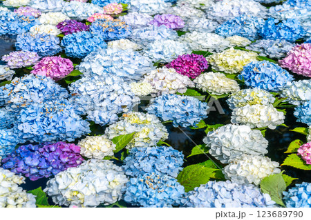 【神奈川県】池の上に浮かぶたくさんの紫陽花 123689790
