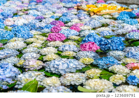 【神奈川県】池の上に浮かぶたくさんの紫陽花 123689791