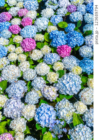 【神奈川県】池の上に浮かぶたくさんの紫陽花 【神奈川県】池の上に浮かぶたくさんの紫陽花 123689794