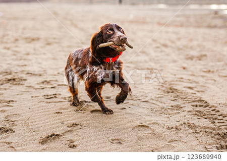 Australian Kelpie puppy outside in the yard on the green lawn 123689940