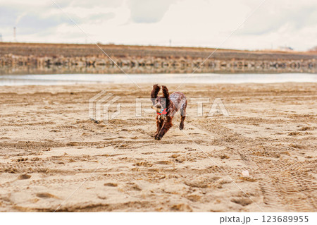 Australian Kelpie puppy outside in the yard on the green lawn 123689955