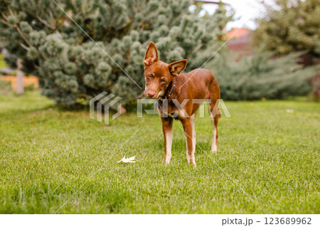 Australian Kelpie puppy outside in the yard on the green lawn 123689962