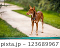 Australian Kelpie puppy outside in the yard on the green lawn 123689967