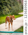 Australian Kelpie puppy outside in the yard on the green lawn 123689968