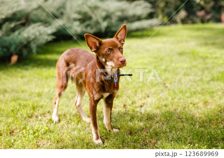 Australian Kelpie puppy outside in the yard on the green lawn 123689969