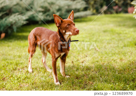 Australian Kelpie puppy outside in the yard on the green lawn Australian Kelpie puppy outside in the yard on the green lawn 123689970