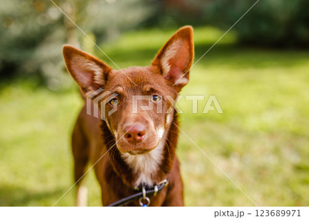 Australian Kelpie puppy outside in the yard on the green lawn 123689971