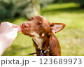 Australian Kelpie puppy outside in the yard on the green lawn 123689973