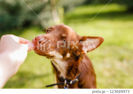 Australian Kelpie puppy outside in the yard on the green lawn Australian Kelpie puppy outside in the yard on the green lawn 123689973