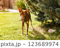 Australian Kelpie puppy outside in the yard on the green lawn 123689974