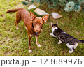 Australian Kelpie puppy outside in the yard on the green lawn 123689976