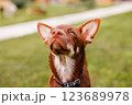 Australian Kelpie puppy outside in the yard on the green lawn 123689978