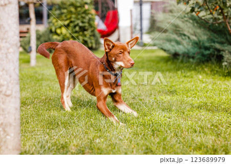 Australian Kelpie puppy outside in the yard on the green lawn Australian Kelpie puppy outside in the yard on the green lawn 123689979