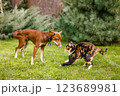 Australian Kelpie puppy outside in the yard on the green lawn 123689981
