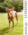 Australian Kelpie puppy outside in the yard on the green lawn 123689982