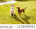 Australian Kelpie puppy outside in the yard on the green lawn 123689983