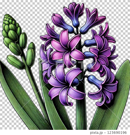 Beautiful hyacinth illustration 123690196